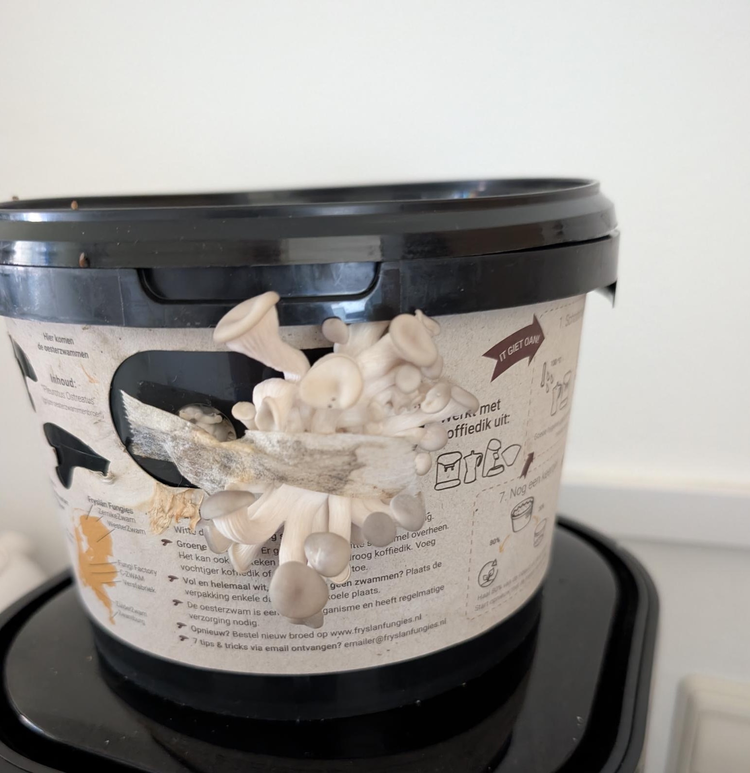 Beans I Oesterzwammen groeien uit koffie